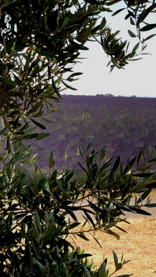 lavender fields forever