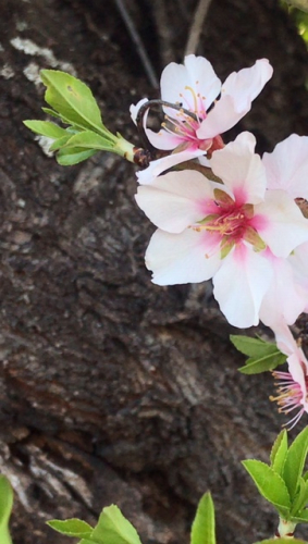 signs of spring provence