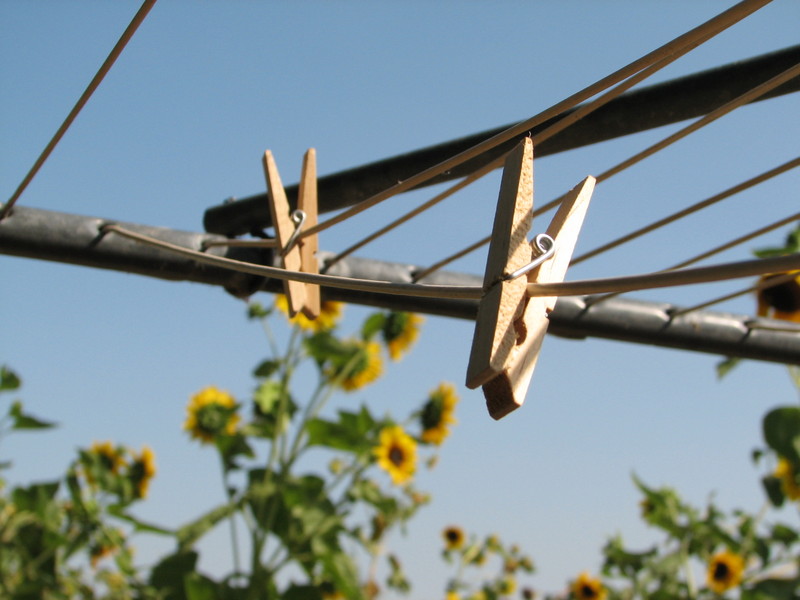 Clothesline Chatter