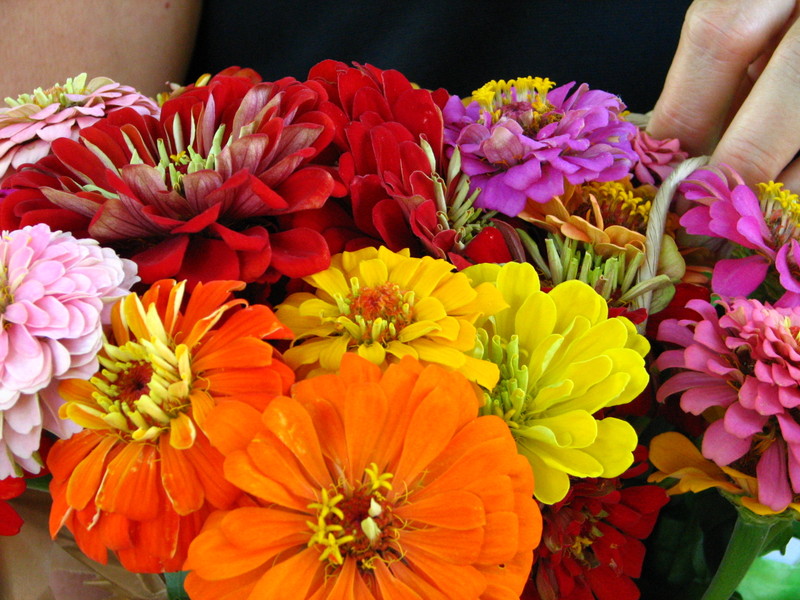 many colors of generosity she grows