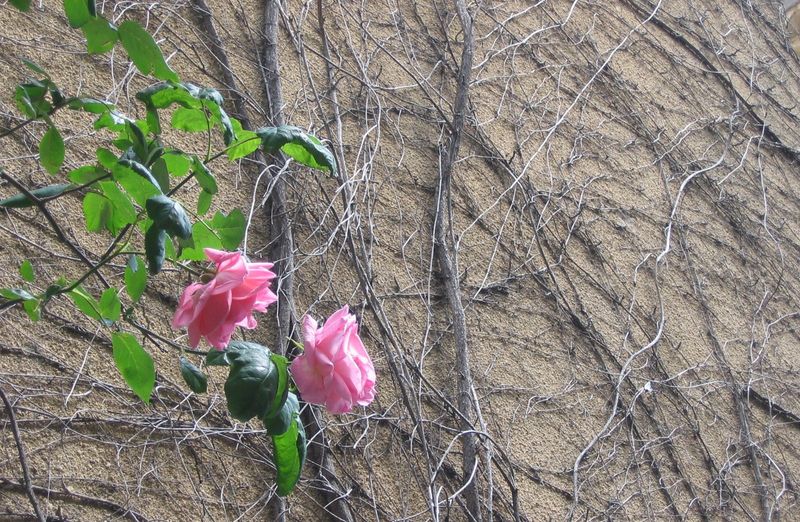 the rose, climbing towards the heart, on a wall that was made unbearably high.