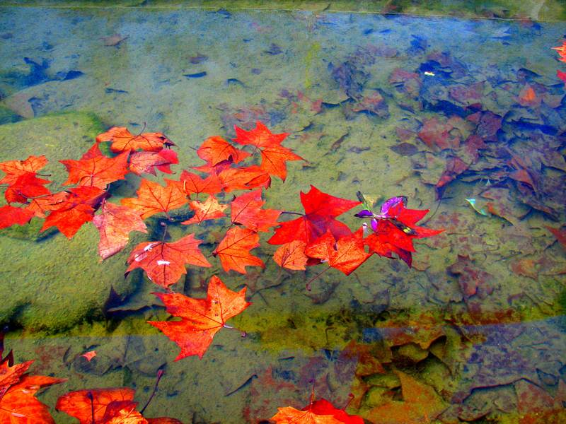Leaves on water