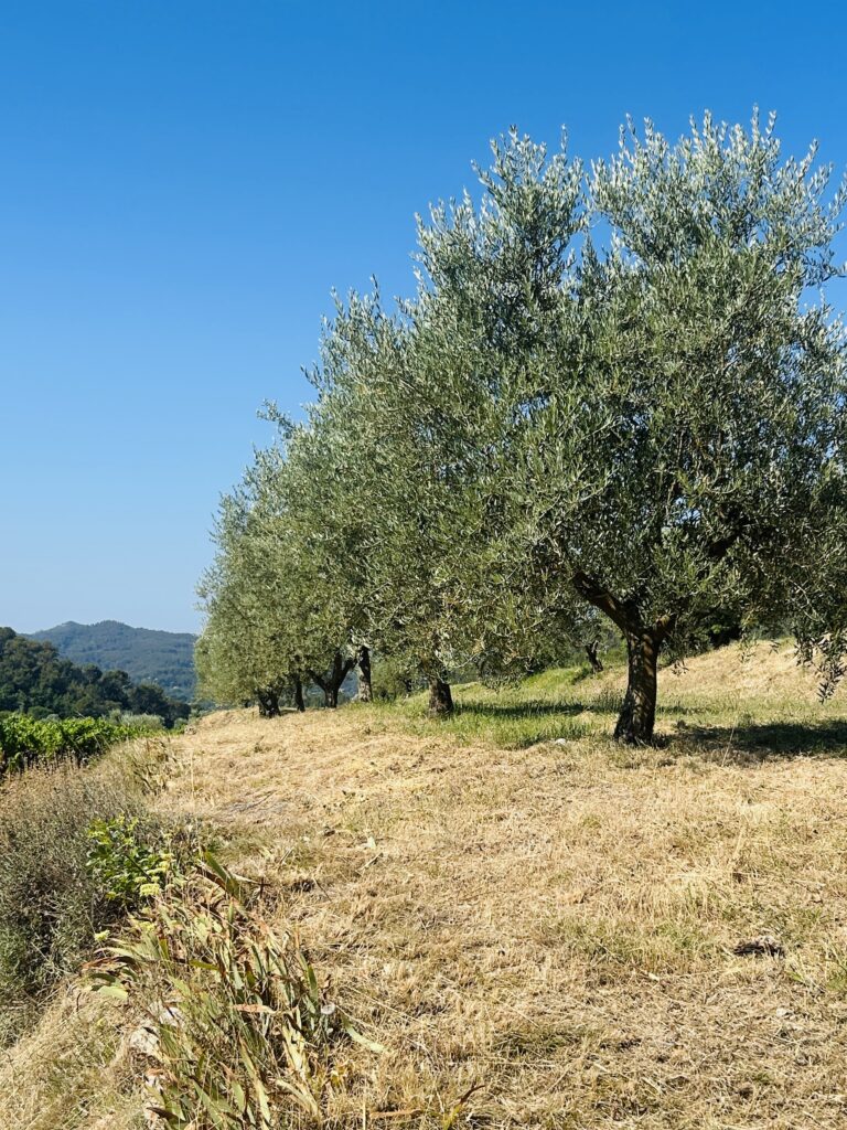 IMG_6254
