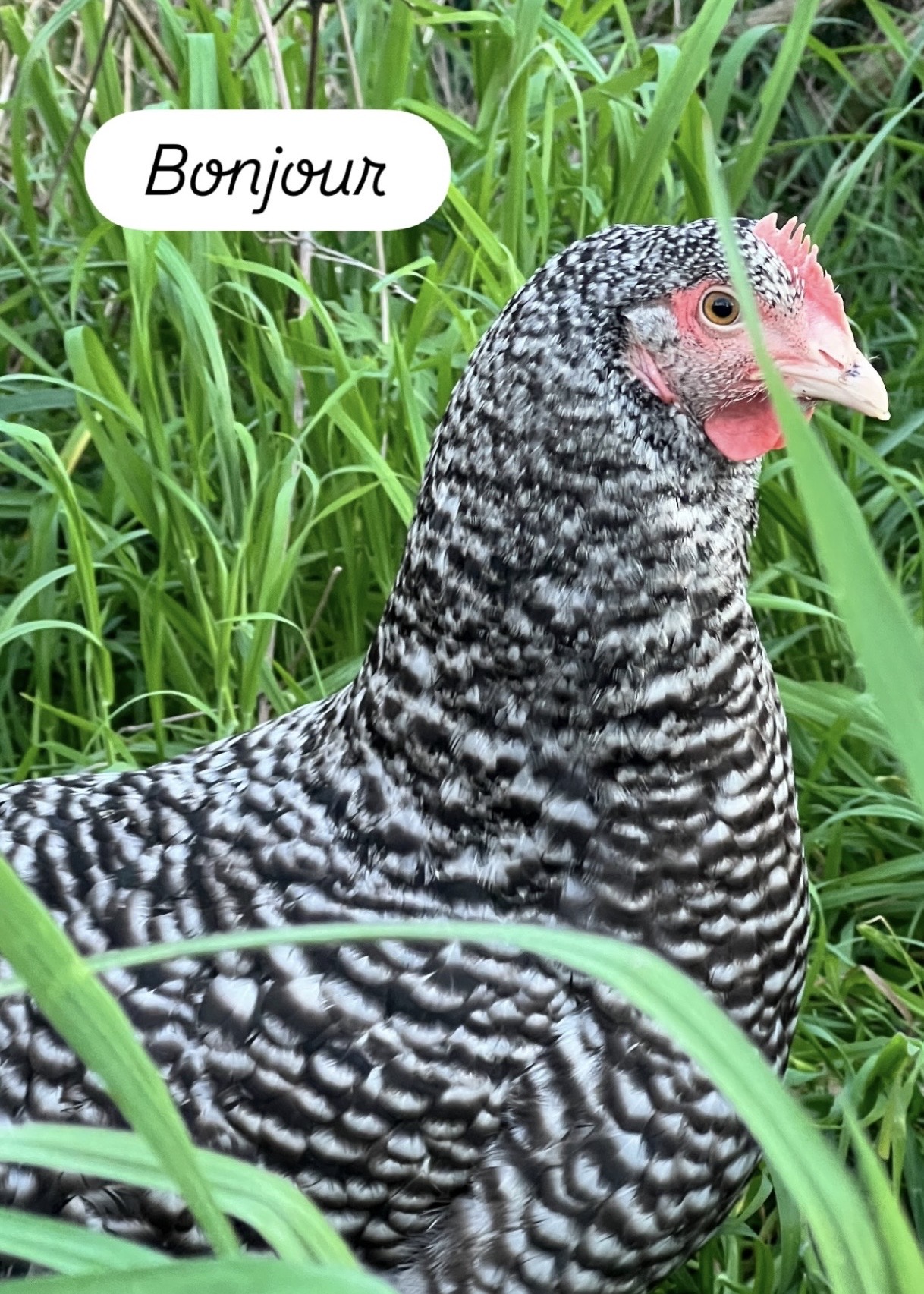 Chicken Updates from Chelsea