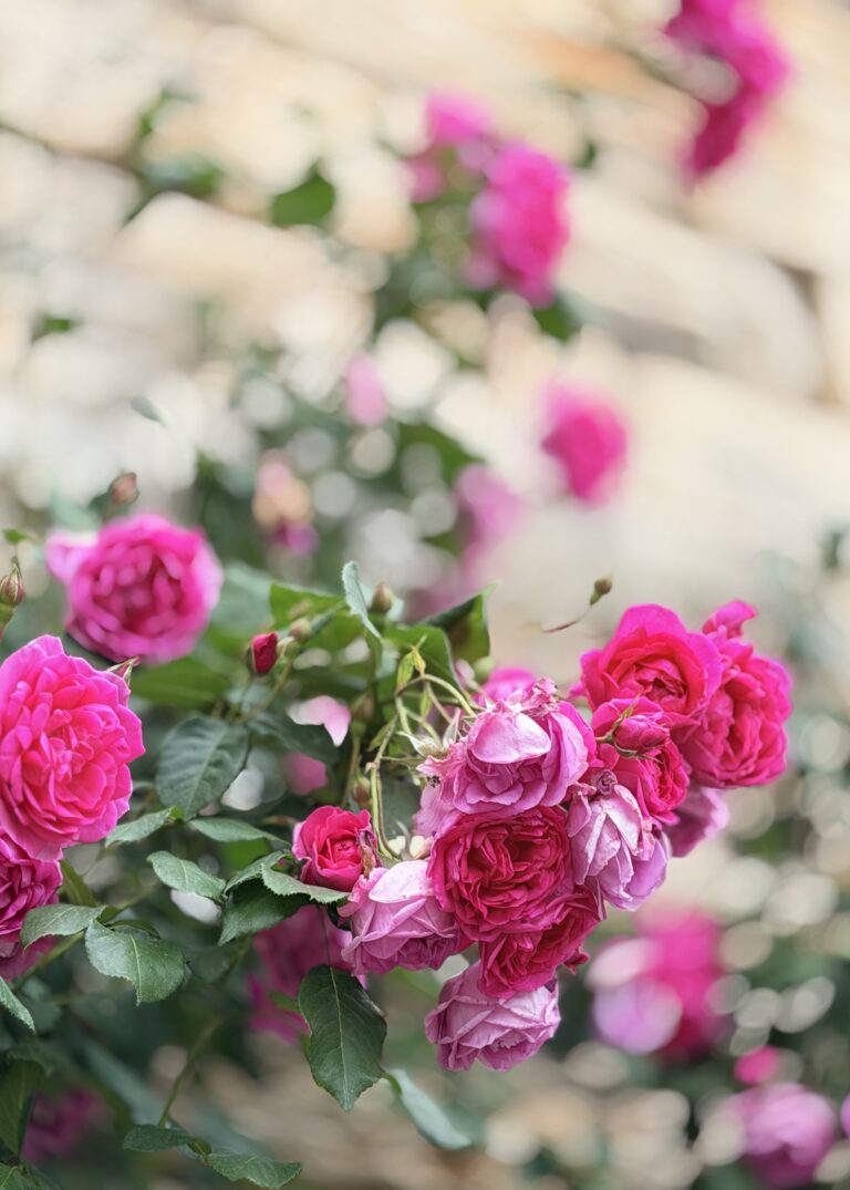 Roses to Say Hello – French la Vie